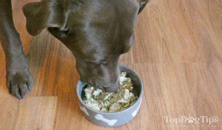 Image showcasing Homemade Dog Food for Arthritis Recipe