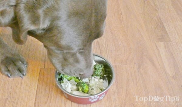 Homemade Dog Food for Cancer Recipe