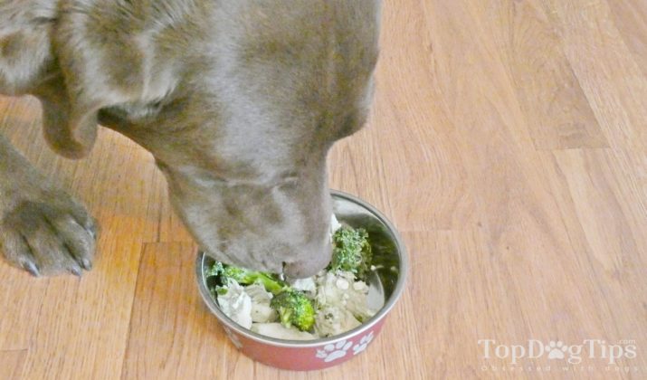 Beautiful view of Green Tea Extract Dog Food For Cancer