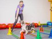 TOP #52: How to Be More Active With Your Dog How to Be More Active With Your Dog