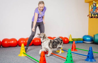 TOP #52: How to Be More Active With Your Dog How to Be More Active With Your Dog