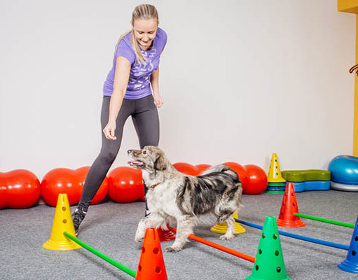 TOP #52: How to Be More Active With Your Dog How to Be More Active With Your Dog