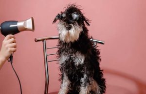 How to Dry a Dog After Bathing (Using Towel or Hairdryer) How to Dry a Dog After Bathing (Using Towel or Hairdryer)