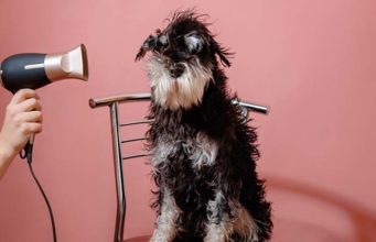 How to Dry a Dog After Bathing (Using Towel or Hairdryer) How to Dry a Dog After Bathing (Using Towel or Hairdryer)