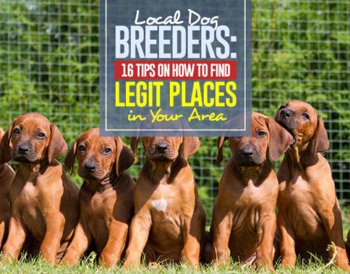 16 Tips on How to Find and Pick Local Dog Breeders in Your Area How to Find and Pick Local Dog Breeders in Your Area