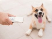 How to Help Your Dog Get Used to Pet Clippers