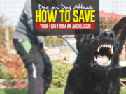 Dog on Dog Attack: How to Safely Break Up a Dog Fight How to Safely Break Up a Dog Fight