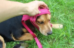 How to Put on a Dog Harness How to put on over-the-head dog harness on your pet