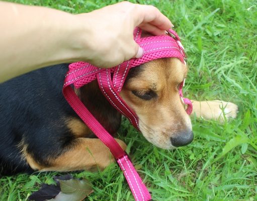 How to Put on a Dog Harness How to put on over-the-head dog harness on your pet
