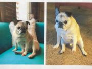 Old Dog’s Apology for Howling Wins the Internet’s Heart Old Dog's Apology for Howling Wins The Internet's Heart