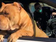 Police Officer Responds to a ‘Vicious Dog’ Call, Ends Up with a New Best Friend Police Officer Responds to a 'Vicious Dog' Call, Ends Up with a New Best Friend