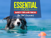 7 Pool Safety Tips for Pet Owners The 7 Pool Safety Tips for Cats and Dogs