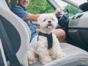 5 Best Car Cooling Fans for Dogs The Best Car Cooling Fans for Dogs