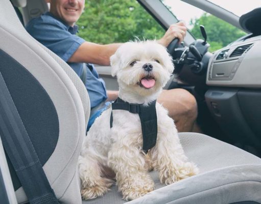 5 Best Car Cooling Fans for Dogs The Best Car Cooling Fans for Dogs
