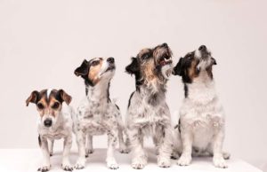 The Importance of Studying Dog Genetics and How This Helps Pet Owners The Importance of Studying Dog Genetics and How This Helps Pet Owners
