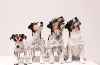 The Importance of Studying Dog Genetics and How This Helps Pet Owners The Importance of Studying Dog Genetics and How This Helps Pet Owners