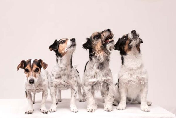 View of The Importance of Studying Dog Genetics and How This Helps Pet Owners ...