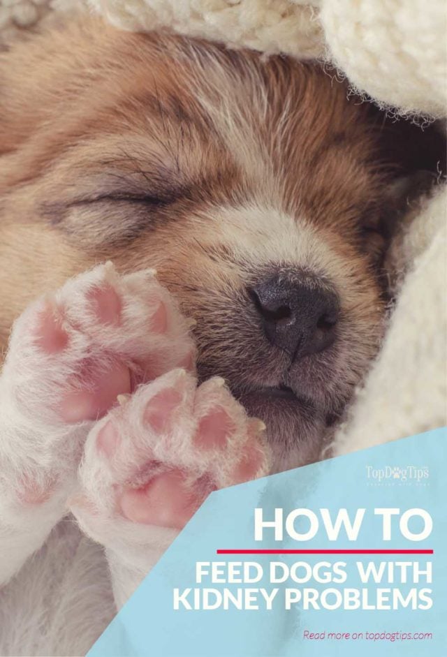 Renal Diet for Dogs A Guide on Feeding Dogs with Kidney Problems