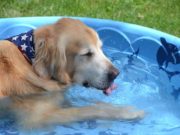 Top 12 Cheap Dog Paddling Pools for Summer Top 12 Cheap Dog Paddling Pools for Summer featured image
