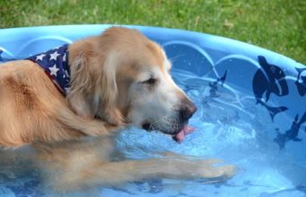 Top 12 Cheap Dog Paddling Pools for Summer Top 12 Cheap Dog Paddling Pools for Summer featured image