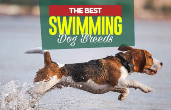20 Best Swimming Dog Breeds Top 20 Best Swimming Dogs that Enjoy Water