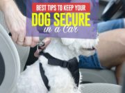 6 Tips to Keep Your Dog Secure in a Car Top 6 Tips to Keep Your Dog Secure in a Car featured image