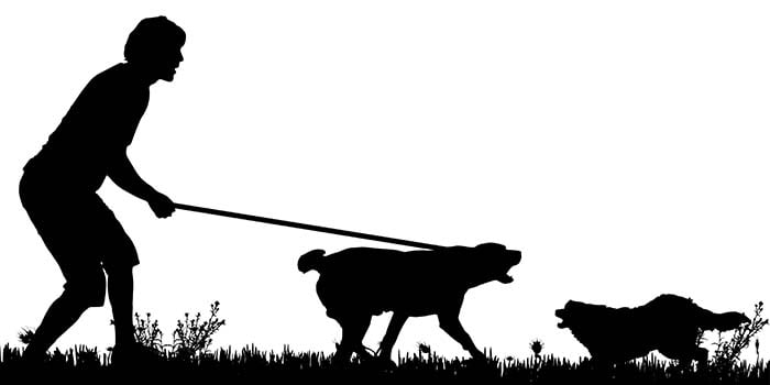 When Dog Fight Breaks Out – What to Do