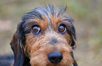 Your Dog Knows You Can’t Resist Those Puppy Eyes, Study Says Your Dog Knows You Can't Resist Those Puppy Eyes, Study Says