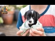 TOP #53: Tips for Bringing Home A Newly Adopted Pet