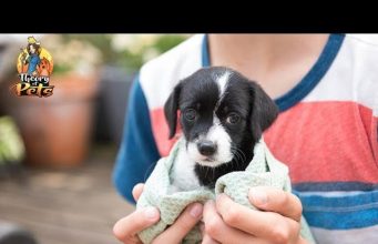 TOP #53: Tips for Bringing Home A Newly Adopted Pet