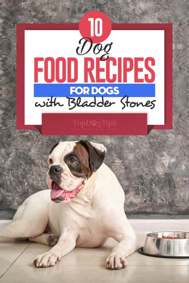 Homemade Dog Food for Bladder Stones 10 Recipes to Try!