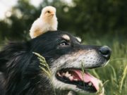 12 Vegan-Friendly Dog Products (Updated 2024) 12 Vegan-friendly Dog Products