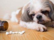 27 Unsafe Human Medications for Dogs Small dog staring at a bottle of medicine