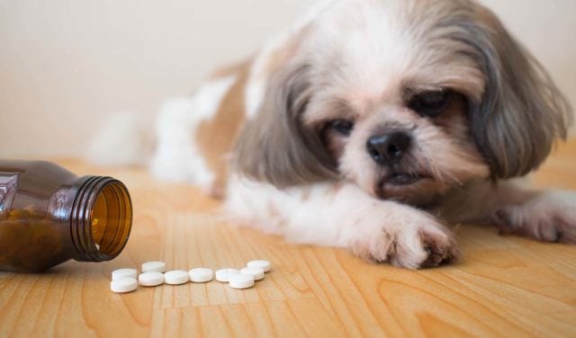 Picture of What Can You Give a Dog for Pain Relief? OTC Meds & Supplements
