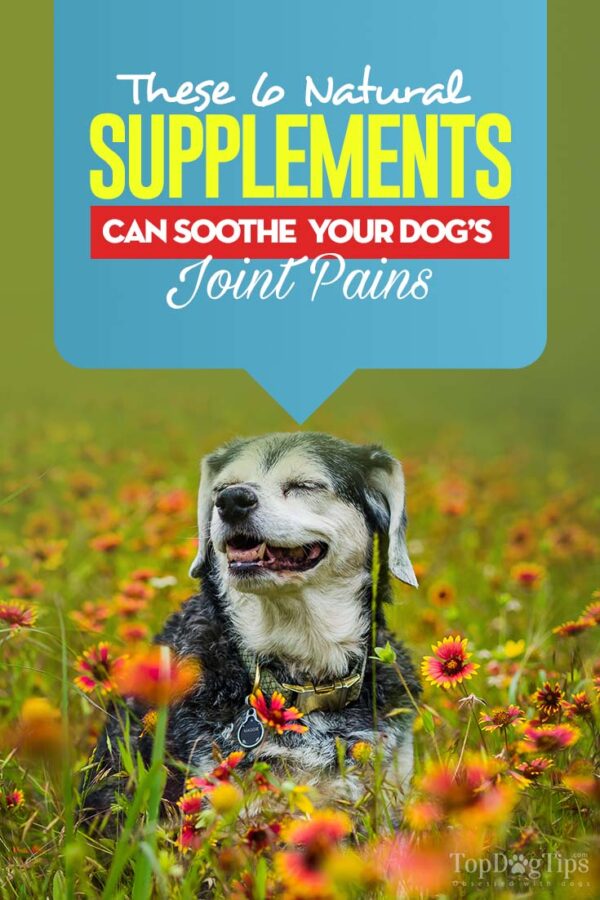 6 Natural Supplements to Soothe Your Dog's Joint Pains Top Dog Tips