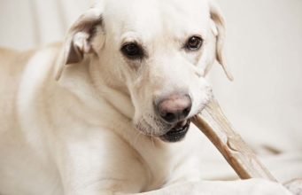 7 Foods and Chews for Dog’s Dental Health (Backed by Science) 7 Foods and Chews for Dog’s Dental Health (Backed by Science)