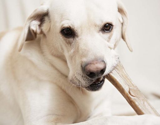 7 Foods and Chews for Dog’s Dental Health (Backed by Science) 7 Foods and Chews for Dog’s Dental Health (Backed by Science)