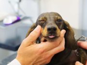 Clever Dogs Can Fake Sickness and Injuries to Get Attention and TLC Clever Dogs Can Fake Sickness and Injuries to Get Attention and TLC