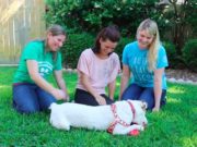Deaf Dog Missing for 5 Months Was Reunited With His Family in Texas Deaf Dog Missing For 5 Months Reunites With Family In Texas After Staying In Minnesota