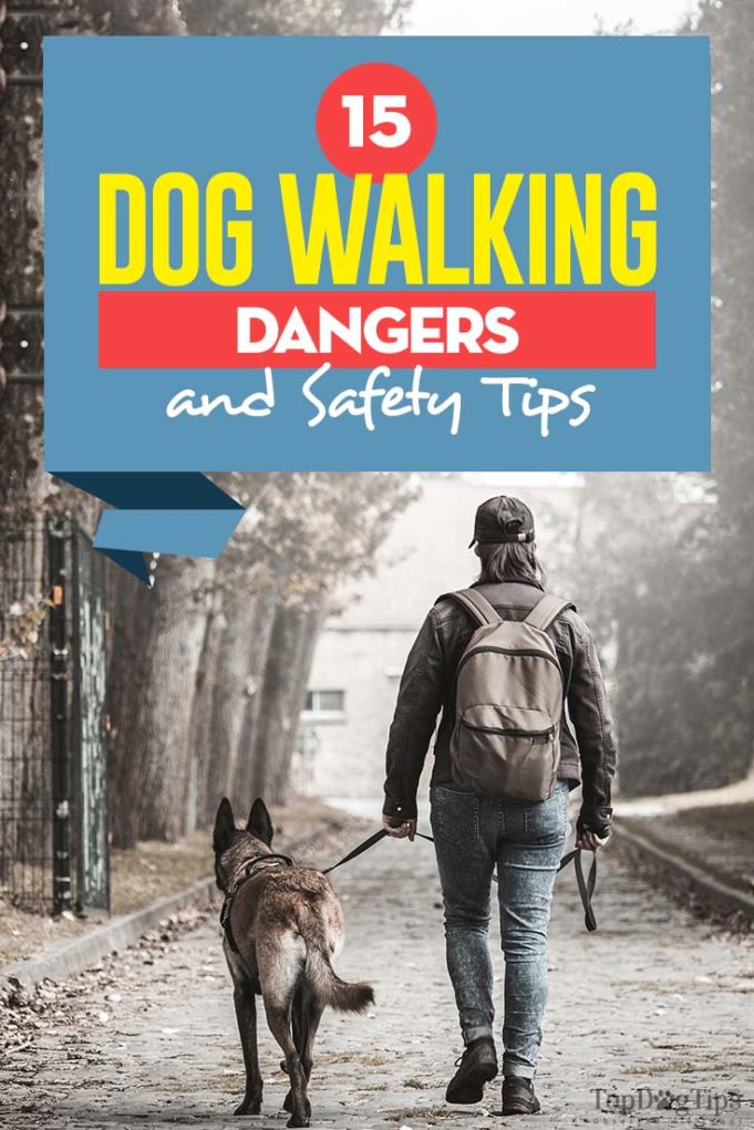 15 Dog Walking Dangers and Safety Tips All Pet Owners Must Know