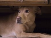 Dogs And Fireworks: What Owners Can Do So Dogs Won’t Run Away Dogs And Fireworks - What Owners Can Do So Dogs Won't Run Away