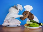 Dogs Like Fatty Food and Cats Want to Carbo-load, Study Finds Dogs Like Fatty Food And Cats Want to Carbo-load, Study Finds