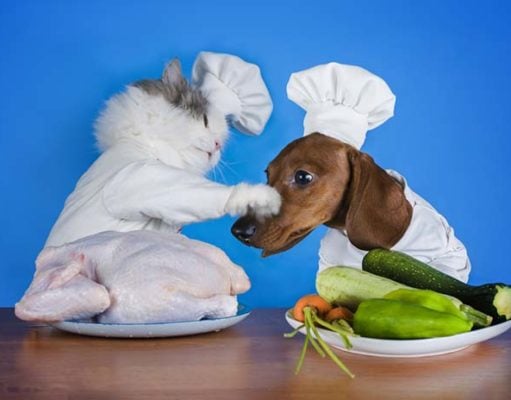 Dogs Like Fatty Food and Cats Want to Carbo-load, Study Finds Dogs Like Fatty Food And Cats Want to Carbo-load, Study Finds