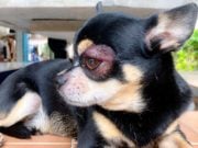 Dog Eye Infection: Cause, Treatment, Prevention (Based on Studies) Eye Infections in Dogs - Prevention and Treatment (Based on Studies)