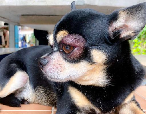 Dog Eye Infection: Cause, Treatment, Prevention (Based on Studies) Eye Infections in Dogs - Prevention and Treatment (Based on Studies)