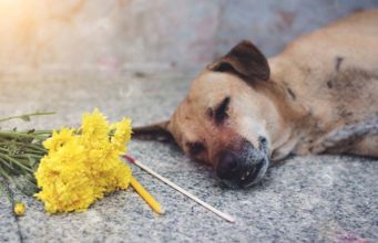 Grief Over Pet Loss: A Tragedy That Can Hurt More than Human Loss Grief Over Pet Loss - A Tragedy That Can Hurt More than Human Loss