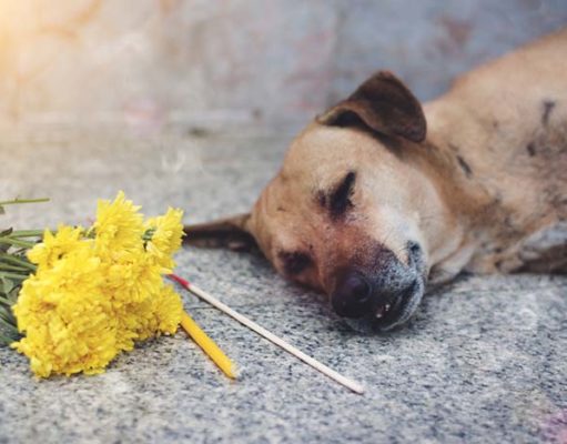Grief Over Pet Loss: A Tragedy That Can Hurt More than Human Loss Grief Over Pet Loss - A Tragedy That Can Hurt More than Human Loss