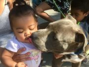 Heroic Pit Bull Alerts of Fire, Then Runs Back to Save a Baby from a Burning House Heroic Pit Bull Alerts of Fire, Then Runs Back to Save a Baby from a Burning House