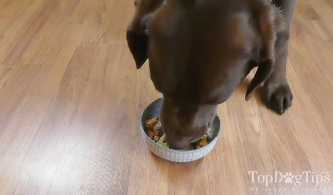 Recipe: Homemade Dog Food for IBD, IBS and Colitis