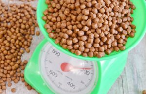 How Much Should You Feed Your Dog How Much To Feed A Dog